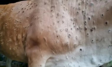 उत्तराखंड में लंपी स्किन डिजीज रोग ने पसारे पैर, सरकार ने पशुओं के परिवहन पर रोक लगाई