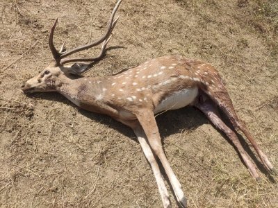 कोलंबो में रेबीज से 25 हिरणों की मौत