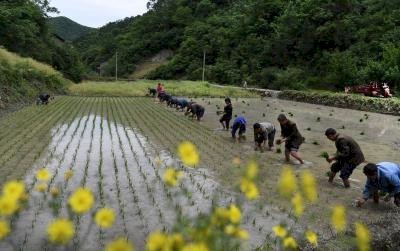 चीन में सूखे से खाद्य उत्पादन को खतरा