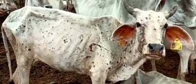 यूपी के सहारनपुर में पशुओं में लंपी बीमारी ने बढ़ाई चिंता