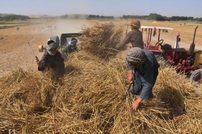 अफगानिस्तान में कृषि परियोजनाओं के समर्थन में अमेरिका का 8 करोड़ डॉलर का योगदान