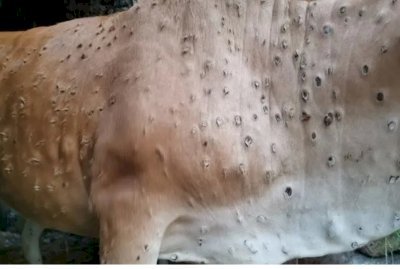 उत्तराखंड में लंपी स्किन डिजीज रोग ने पसारे पैर, सरकार ने पशुओं के परिवहन पर रोक लगाई