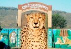 नामीबिया से आसमान में उड़ान भर भारत में लैंड हुए 8 चीते, 70 साल बाद भारत की धरती पर दिखेंगे शिकार करते