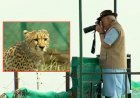 70 साल बाद भारत की धरती पर फिर से दौड़े ‘चीते’, पीएम मोदी ने दिया जन्मदिन का रिटर्न गिफ्ट, अंदाज भी था कुछ ऐसा