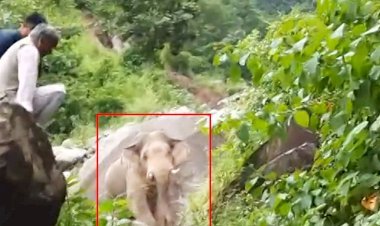 उत्पाती हाथी ने उत्तराखंड के पूर्व सीएम को लगवाई दौड़, पहाड़ी पर चढ़ बचाई जान