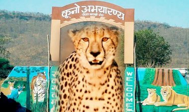 नामीबिया से आसमान में उड़ान भर भारत में लैंड हुए 8 चीते, 70 साल बाद भारत की धरती पर दिखेंगे शिकार करते