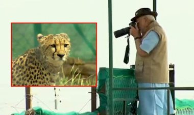 70 साल बाद भारत की धरती पर फिर से दौड़े ‘चीते’, पीएम मोदी ने दिया जन्मदिन का रिटर्न गिफ्ट, अंदाज भी था कुछ ऐसा