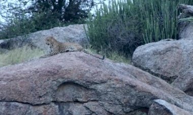 सफारी चालक ने पहाड़ पर बैठे लेपर्ड को पत्थर मारा, सफारी संचालकों में फैला आक्रोश