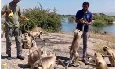 जवाई क्षेत्र में देवगिरी की पहाड़ी में फंसे ढाई सौ बन्दर, भूख से तड़पते वन्यप्राणियों के लिए समाजसेवी आ रहे हैं आगे