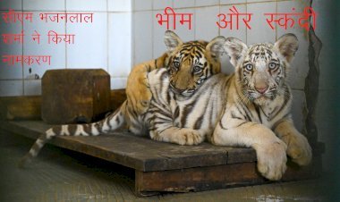 अब वन्यजीव प्रेमी नाहरगढ़ में कर स​कते है टाइगर सफारी, सीएम भजनलाल शर्मा ने सफारी की और 2 शावकों का किया नामकरण