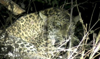 पाड़ीव गांव के खेत में फंसे पैंथर को वन विभाग की टीम ने किया रेस्क्यू, ग्रामीणों ने ली राहत की सांस